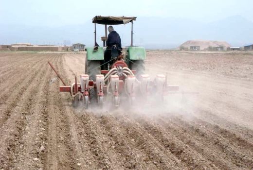 450 هکتار از مزارع کشاورزی شهرستان آبیک به زیر کشت چغندرمی رود