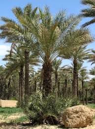 برداشت بیش از 7000 تن خرما از 2395 هکتار نخلستانهای شهرستان کرمان