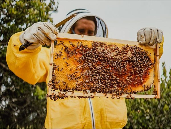 تولید سالانه 544 تن عسل در قائم‌شهر/ ارزش اقتصادی 380 میلیاردی