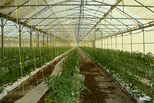 اولویت جهاد کشاورزی انتقال کشت سبزی و صیفی به فضای گلخانه است