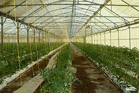 اولویت جهاد کشاورزی انتقال کشت سبزی و صیفی به فضای گلخانه است