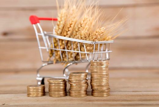 قیمت پیشنهادی خرید تضمینی گندم برای سال زراعی 1400-1399 برابر با 5 هزار و 92 تومان/ دولت به قانون خرید تضمینی عمل کند