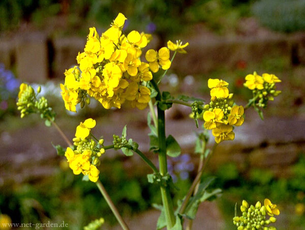 خرید 52 هزار تن کلزای کشاورزان به ارزش 900 میلیارد ریال/ گلستان با خرید 13 هزار تن رتبه نخست خرید تضمینی کلزا