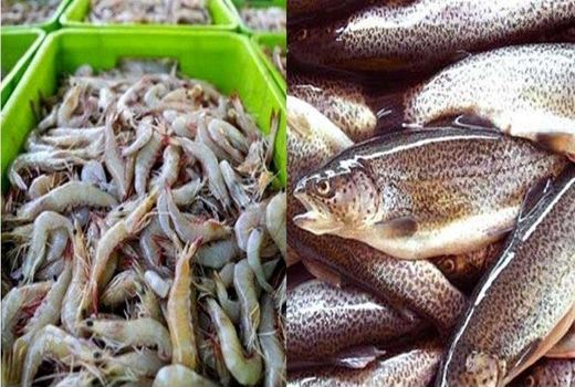 حدود ۱۰ هزار تن انواع آبزی در فارس تولید شد