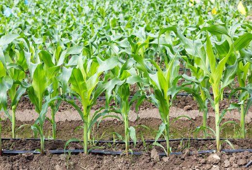 افزایش 86 درصدی کشت ذرت علوفه ای در بیضا