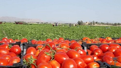 افزون  بر ۲۰۰۰ تن محصول گواهی شده در مرودشت تولید شد
