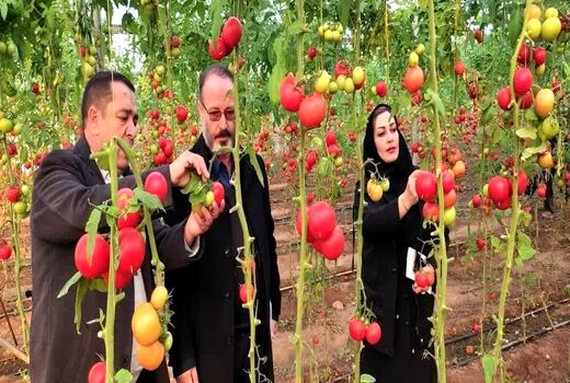 کشت‌های گلخانه‌ای در شهرستان مرند توسعه می‌یابد