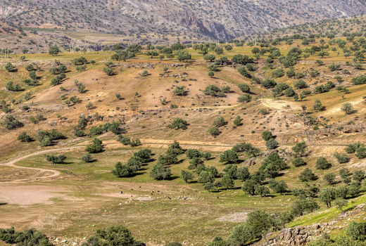 سه ذخیره‌گاه ژنتیکی جنگلی به وسعت ۲۵ هکتار در سال جاری شناسایی شد