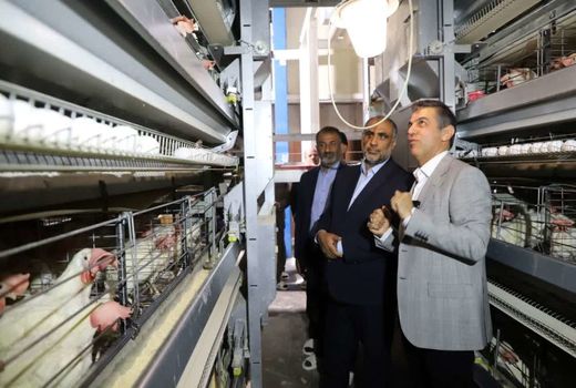 حلقه‌های زنجیره صنعت مرغ بازسازی شد/ تولید مرغ و تخم‌مرغ بر مدار ثبات