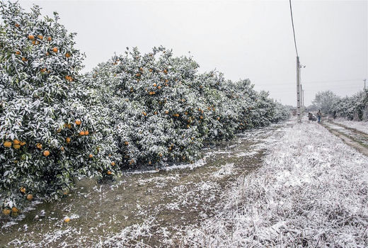 تحمیل خسارت‌های سنگین بر اثر بارش برف به کشاورزی البرز