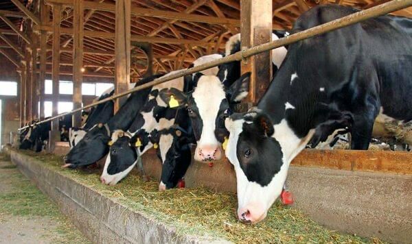 توزیع نهاده های دامی در سروستان ادامه دارد 