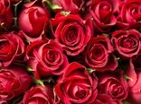 تشکیل نخستین انجمن تخصصی گل رز در کشور