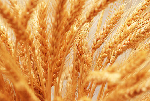 افزایش خرید تضمینی گندم در خراسان شمالی 