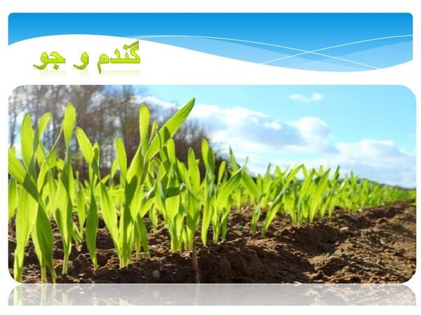 10 هزار هکتار مزارع گندم و جو ساری سبز شد