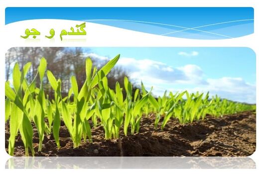 10 هزار هکتار مزارع گندم و جو ساری سبز شد