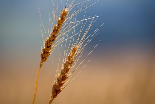 افزایش پنج برابری تولید گندم در دیم‌زارها