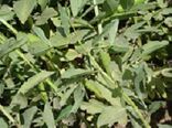 آغاز کاشت باقلا در مزارع شهرستان طارم