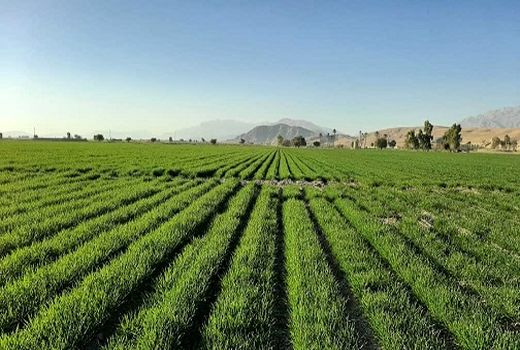 کاشت مکانیزه  86 درصد از  مزارع گندم داراب 