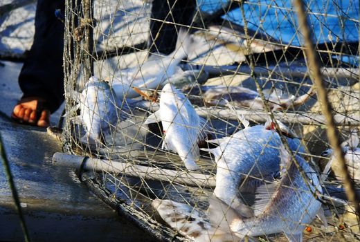 ذخایر آبزیان خلیج فارس در معرض خطر جدی