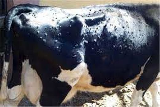 جلوگیری از بروز بیماری های مختلف به دام و انسان