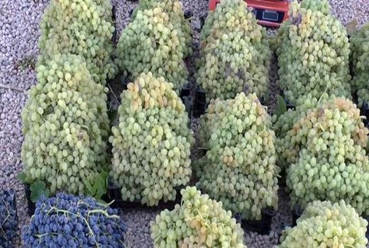 آخرین ماه تابستان و برداشت انگور در برخوار