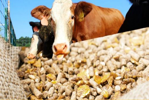 تولید 2000 تن خوراک دام در استان بوشهر