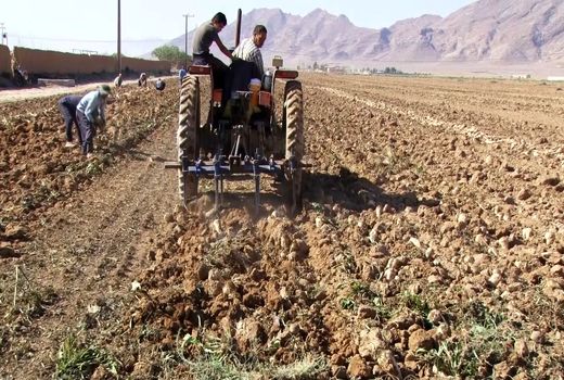 آغاز برداشت چغندر قند از ۹۰۰ هکتار از مزارع شهرستان فریدن