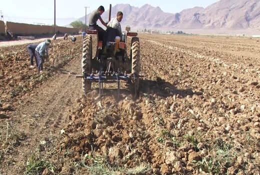 آغاز برداشت چغندر قند از ۹۰۰ هکتار از مزارع شهرستان فریدن