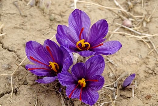 لزوم رعایت پروتکل‌های بهداشتی در برداشت زعفران