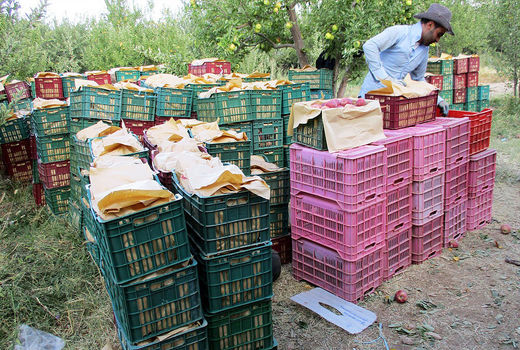 صدور 1.5 میلیون تن محصول کشاورزی در دو ماه