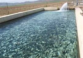 رهاسازی ۳۵ هزار قطعه بچه ماهی در استخرهای خرامه