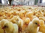 افزایش جوجه ریزی در اصفهان با تخم مرغ‌های نطفه‌دار وارداتی