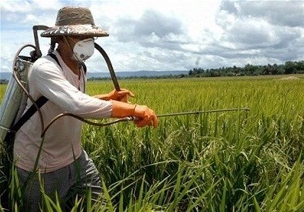 مبارزه با سن غلات در ۴۲۷۵ هکتار از اراضی گندم و جو  استان همدان