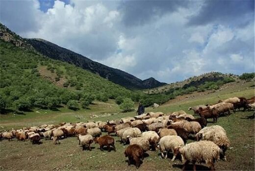 اخراج 2هزار و 584واحد دامی غیرمجاز از مراتع شهرستان فیروزکوه