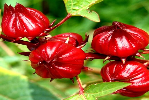 پایان برداشت چای ترش در شادگان