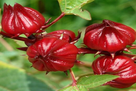 پایان برداشت چای ترش در شادگان