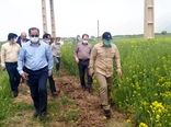 بازدید میدانی رئیس سازمان جهاد کشاورزی استان لرستان از مزارع گندم و کلزای شهرستان سلسله