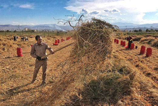 متوسط عملکرد پیاز در شاهرود 70 تن در هکتار است