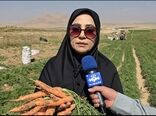 افزایش برداشت هویج با رعایت اصول فنی در مزرعه/ برداشت بیش از 12 هزار تن هویج از مزارع  استان