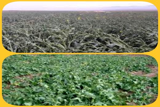 مقابله باخسارت سرمازدگی در محصول کلزا در فصل زمستان