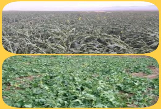 مقابله باخسارت سرمازدگی در محصول کلزا در فصل زمستان