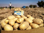 ۸۰ هزار تن سیب‌زمینی و پیاز ذخیره‌سازی شود/ توسعه گلخانه‌های تابع اقلیم گوجه‌فرنگی
