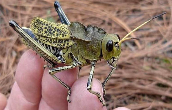 مبارزه با ملخ‌های مراکشی در 15 هزار هکتار از مزارع کشاورزی استان قزوین اجرا شد