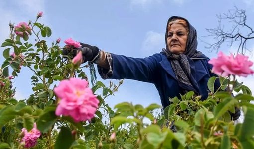 بیش از ۷۰ درصد گل‌محمدی جهان در ایران تولید می‌شود/گل محمدی؛ گونه‌ای راهبردی برای ایران کم‌آب