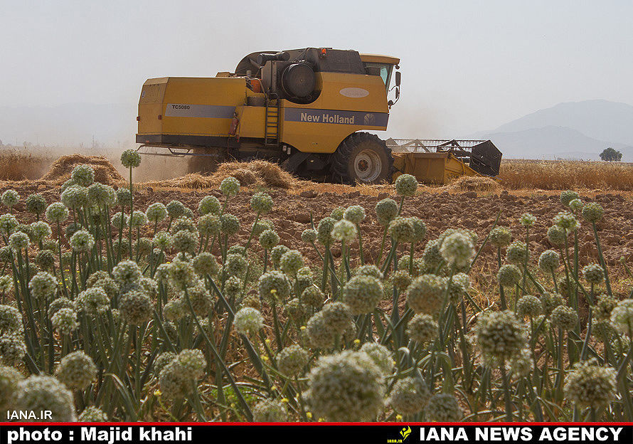 برداشت گندم