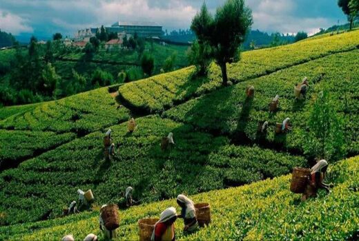 «کاشف» و «لاهیج» زیربنای نوسازی باغ‌های چای کشور هستند