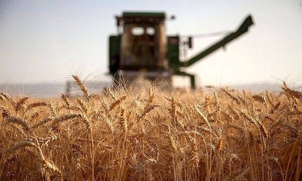 خسارت 70 درصدی خشکسالی به محصولات دیم استان ایلام