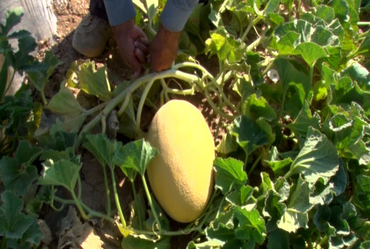 برداشت خربزه گرگاب از هزار هکتار از مزارع شهر گرگاب