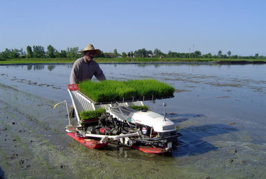 کشت برنج فقط در گیلان و مازندران