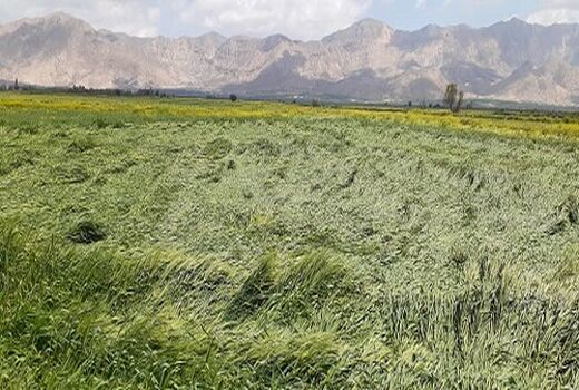 خسارت  5 هزار میلیارد ریالی به بخش کشاورزی فارس 